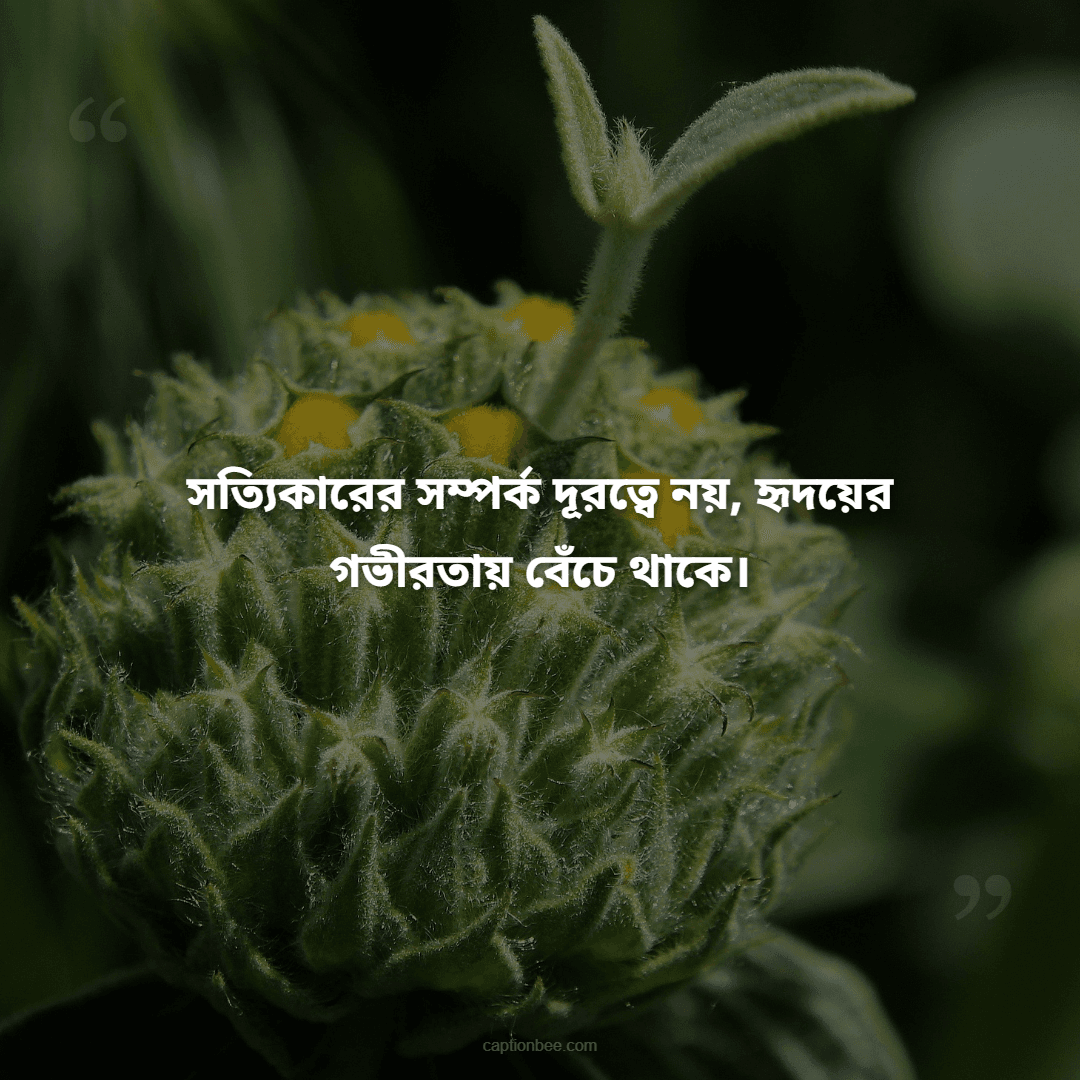 সত্যিকারের সম্পর্ক দূরত্বে নয়, হৃদয়ের গভীরতায় বেঁচে থাকে।