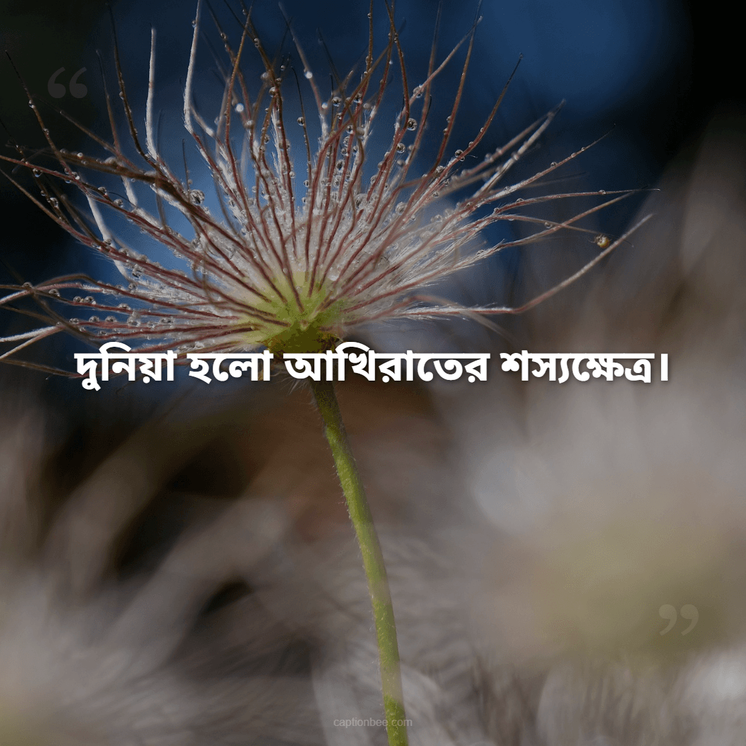 দুনিয়া হলো আখিরাতের শস্যক্ষেত্র।