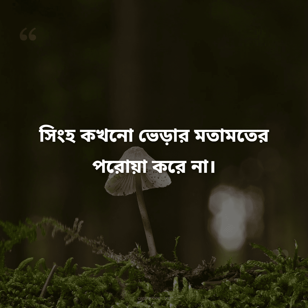সিংহ কখনো ভেড়ার মতামতের পরোয়া করে না।