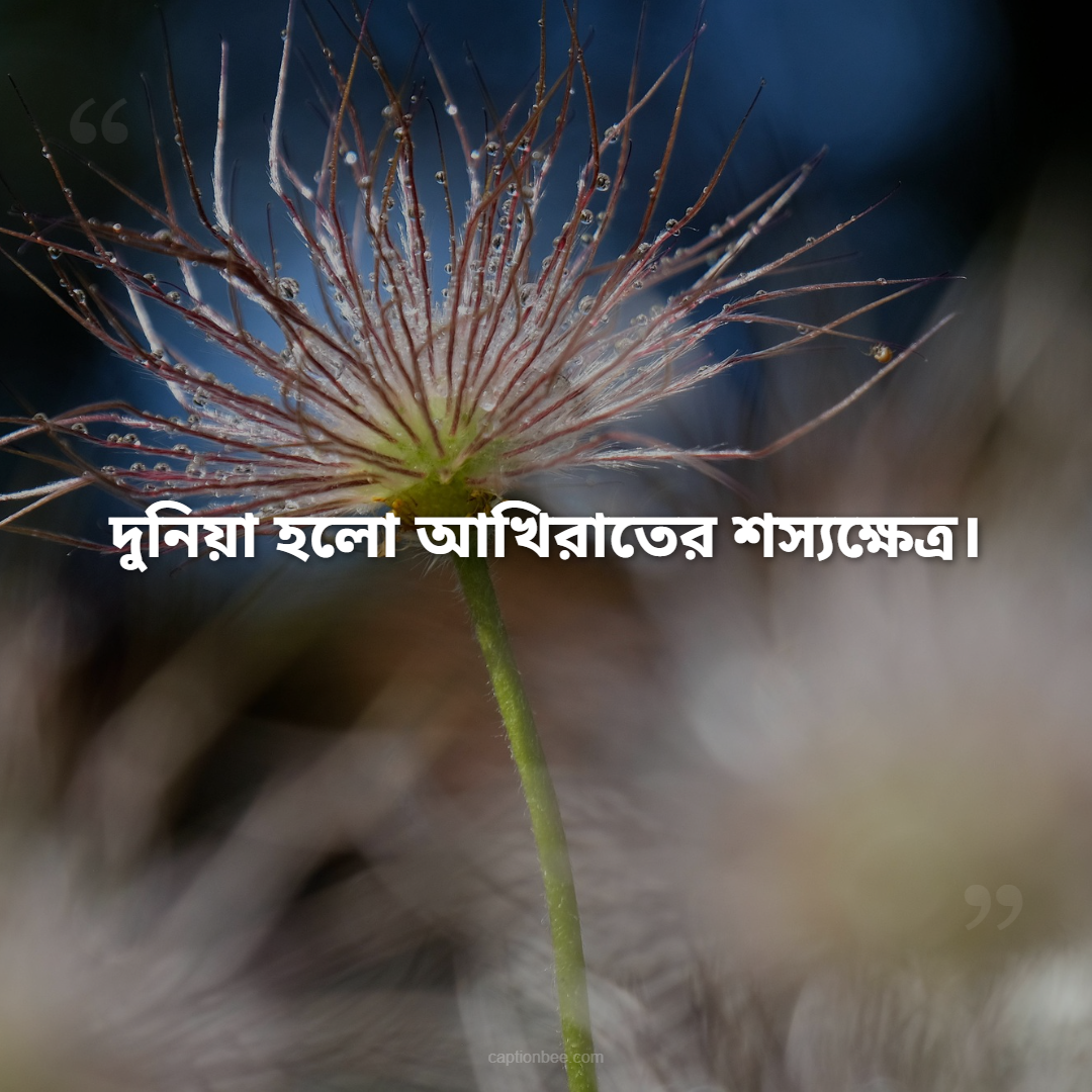 দুনিয়া হলো আখিরাতের শস্যক্ষেত্র।