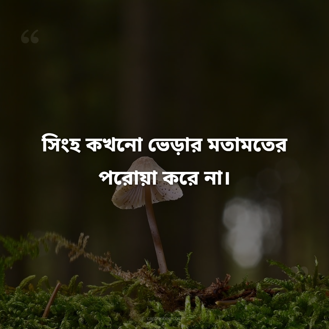 সিংহ কখনো ভেড়ার মতামতের পরোয়া করে না।