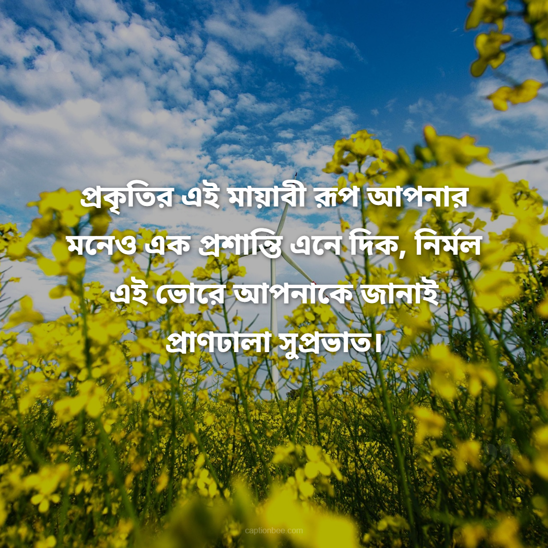 প্রকৃতির এই মায়াবী রূপ আপনার মনেও এক প্রশান্তি এনে দিক, নির্মল এই ভোরে আপনাকে জানাই প্রাণঢালা সুপ্রভাত।
